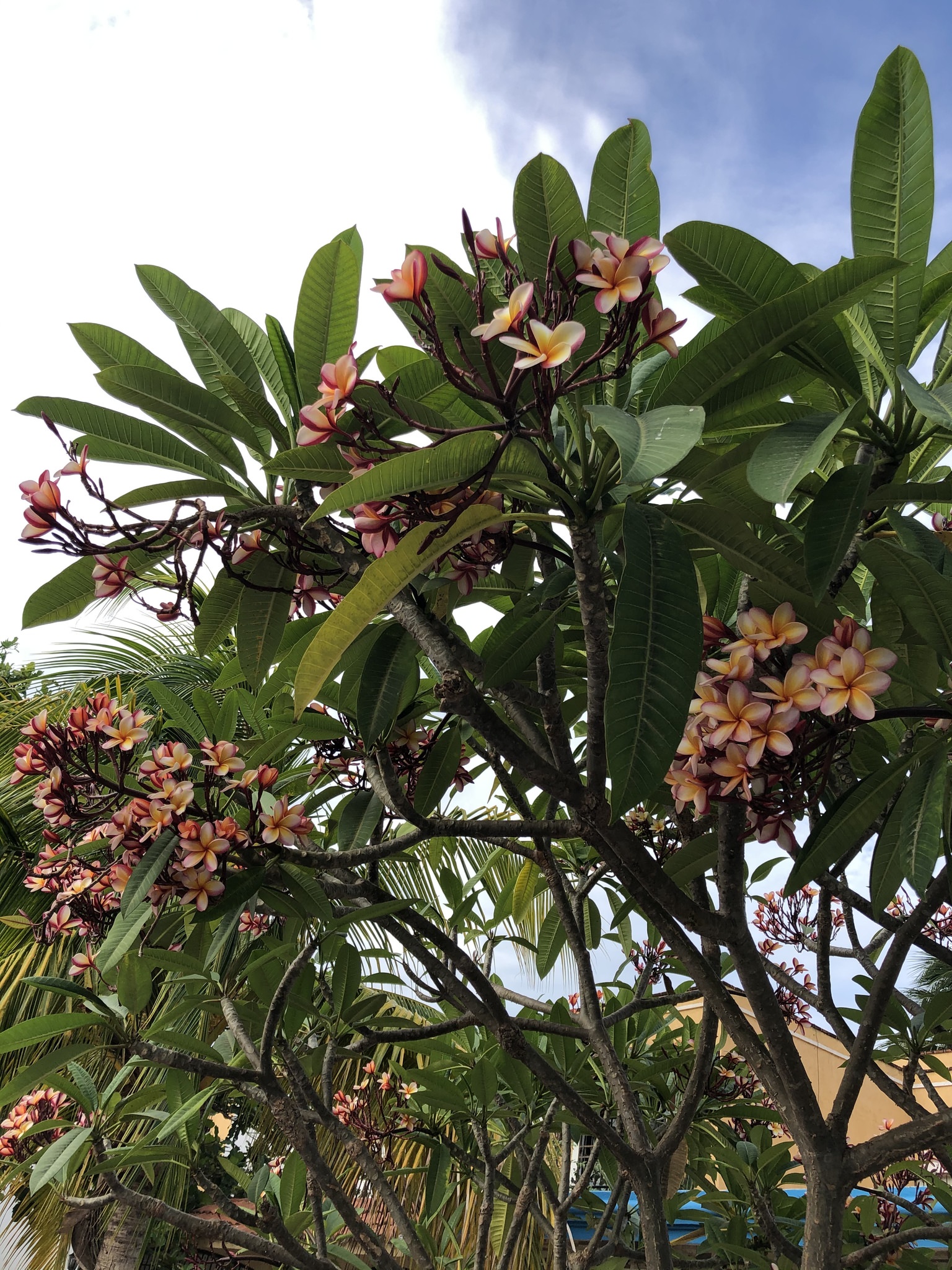 Plumeria rubra